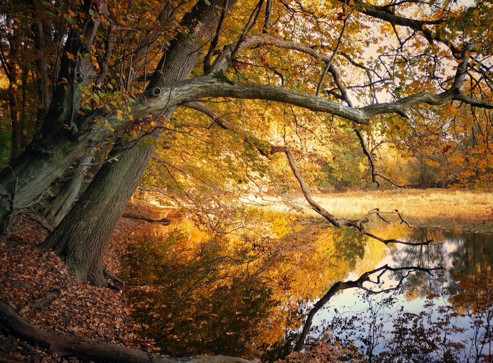 orange trees near boy of water