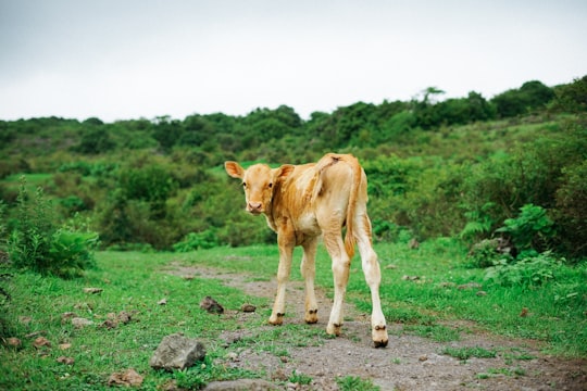 brown cow in Jeju-do South Korea