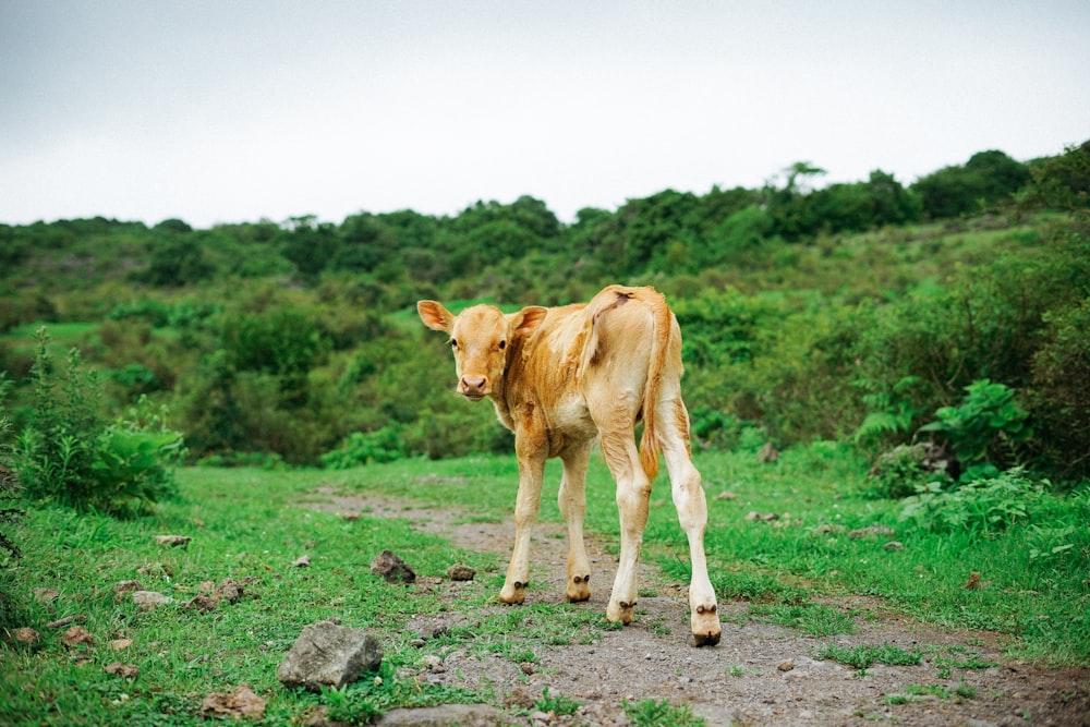 brown cow