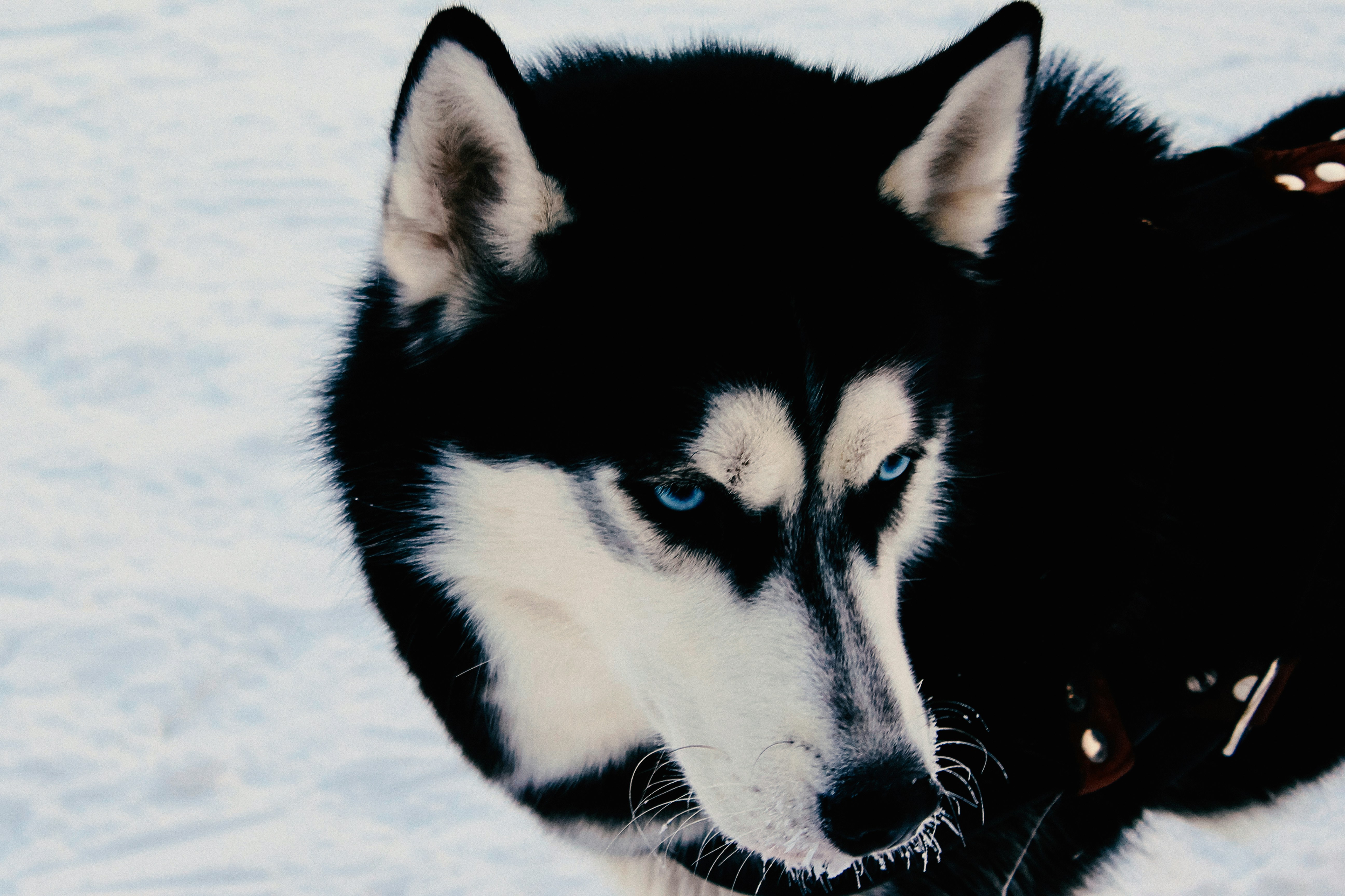 Malamute do Alasca vs Husky: As Diferenças Que Você Precisa Conhecer