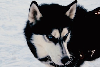 A Siberian Husky with striking blue eyes and a black and white coat stands against a snowy background. Its ears are perked up, and its expression is alert and focused. The fur appears thick and well-insulated, suited for cold environments.