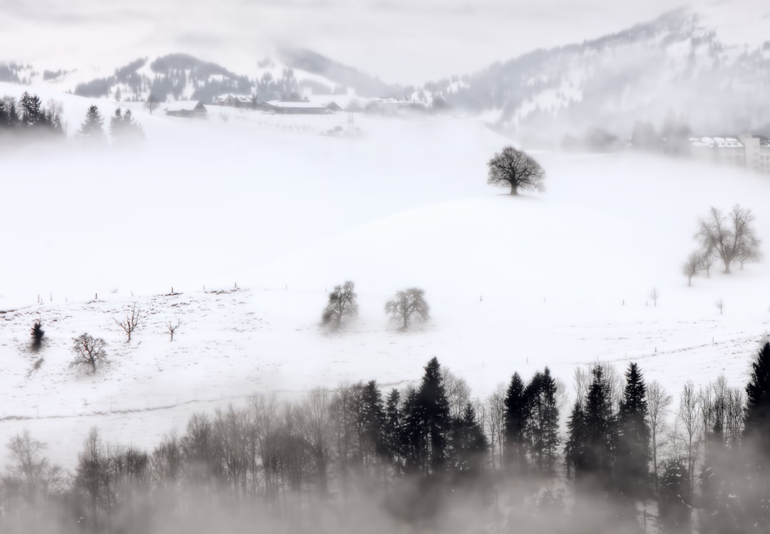 aerial photography of trees in snow