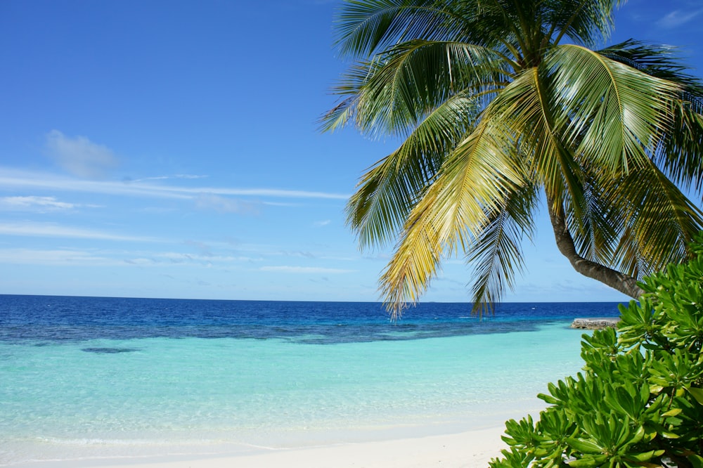 coconut tree near body of water