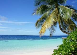 coconut tree near body of water