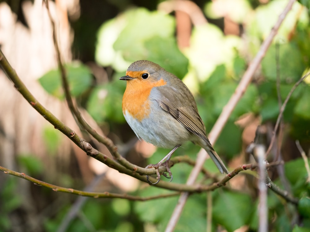 Photographie à mise au point peu profonde d’un oiseau