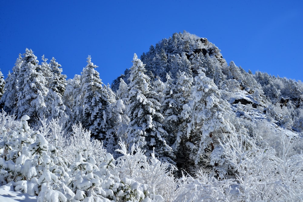 trees with snow during day time