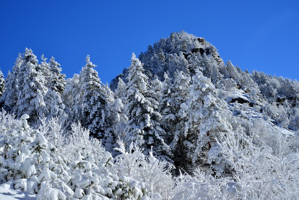 alberi con neve durante il giorno