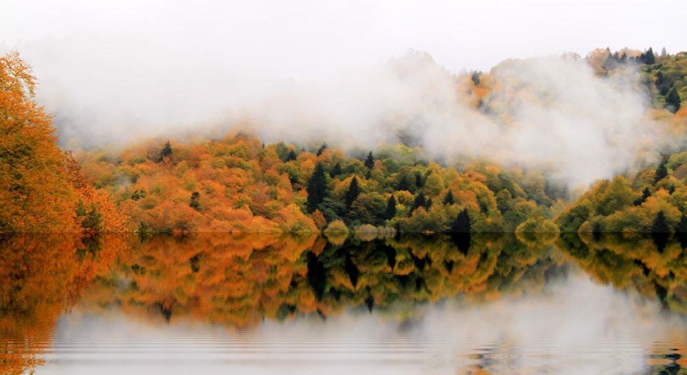 霧に覆われた木々の反射写真