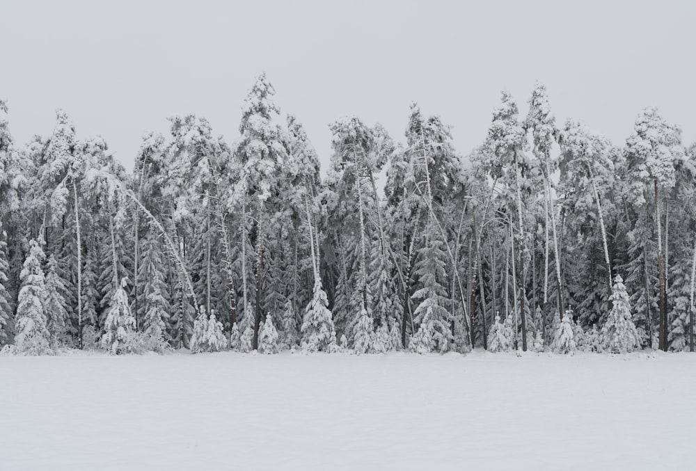 trees covered by snow