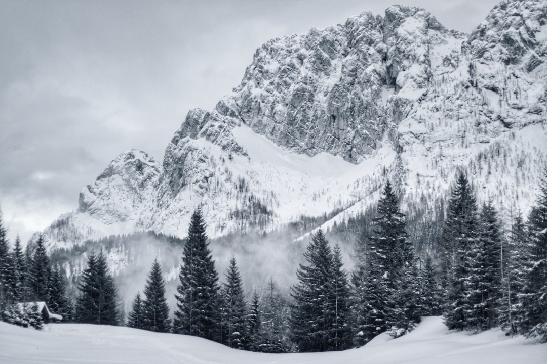 green leafed trees near mountain covered with snows at daytime