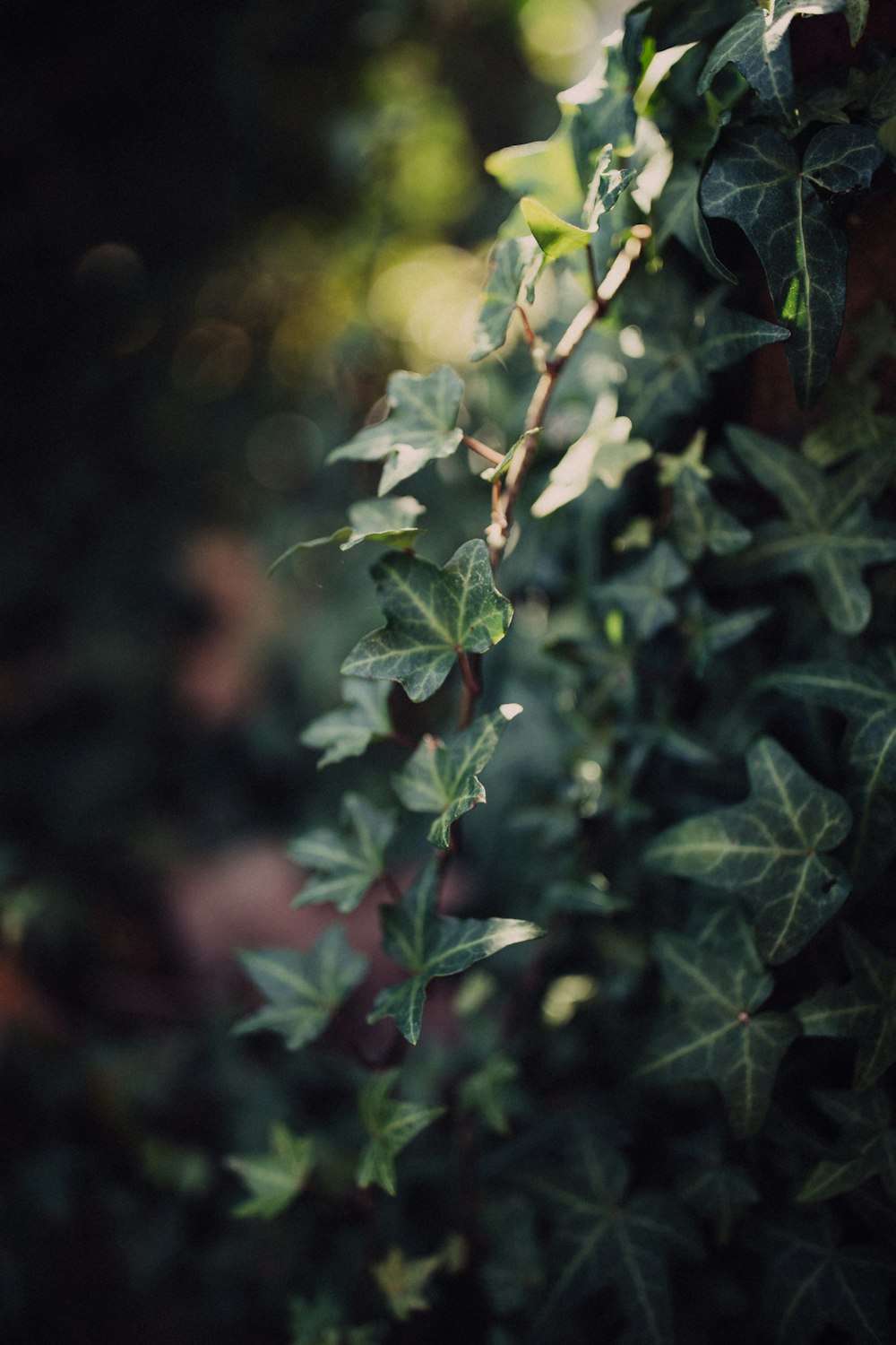 selective focus photography of green-leafed plant