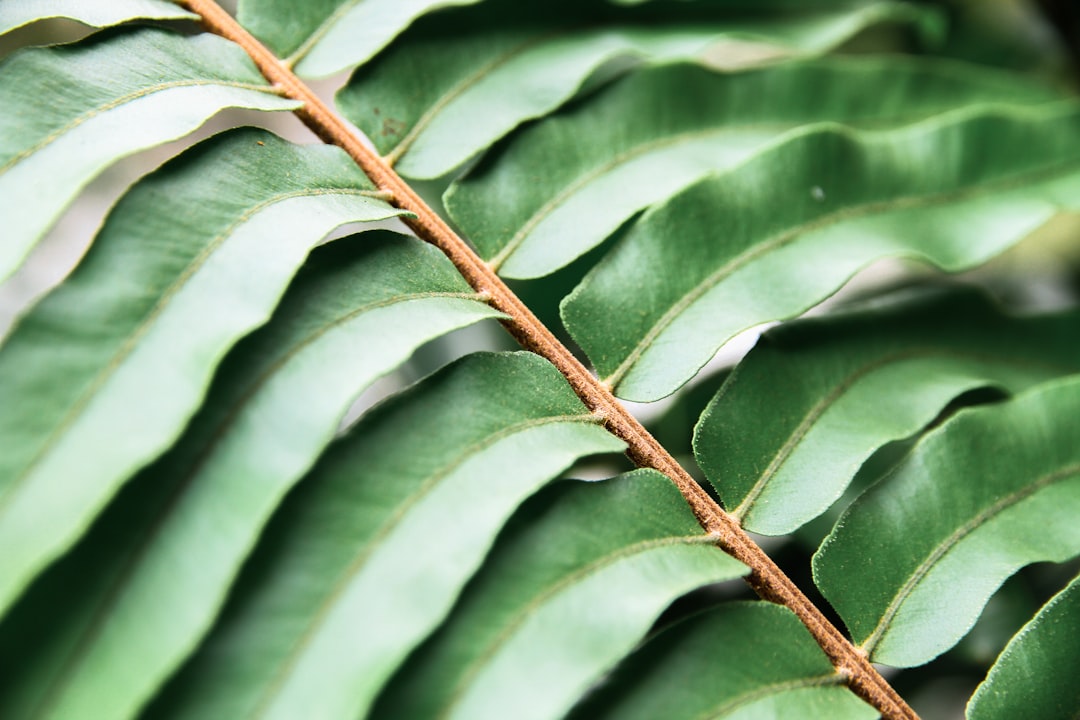 green leafed plant