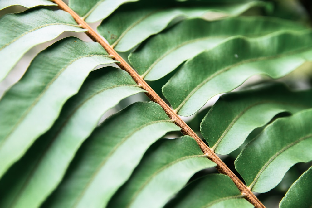 green leafed plant