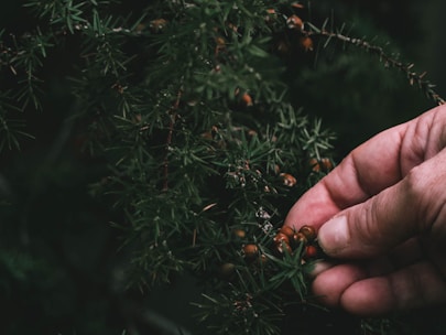 Close-up of hand-harvesting royal green hojari frankincense resin in Dhofar's rugged landscape.