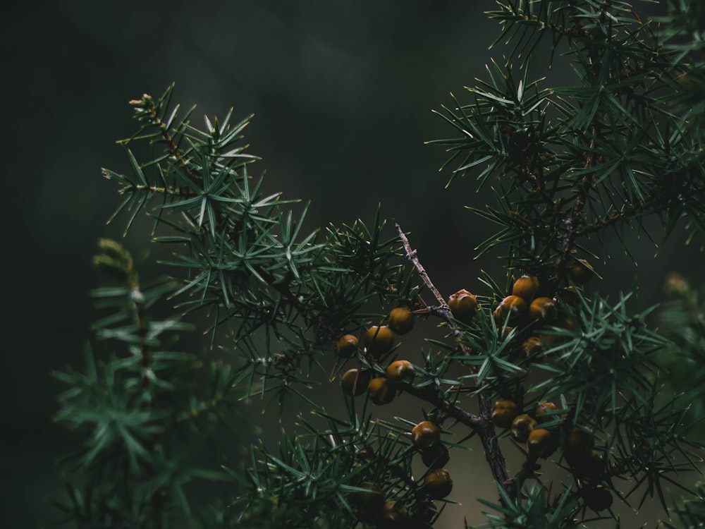 green-leafed plant