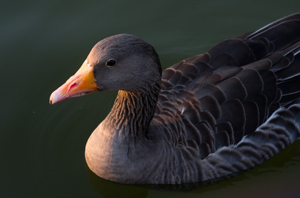 shallow focus photography of grey duck on water
