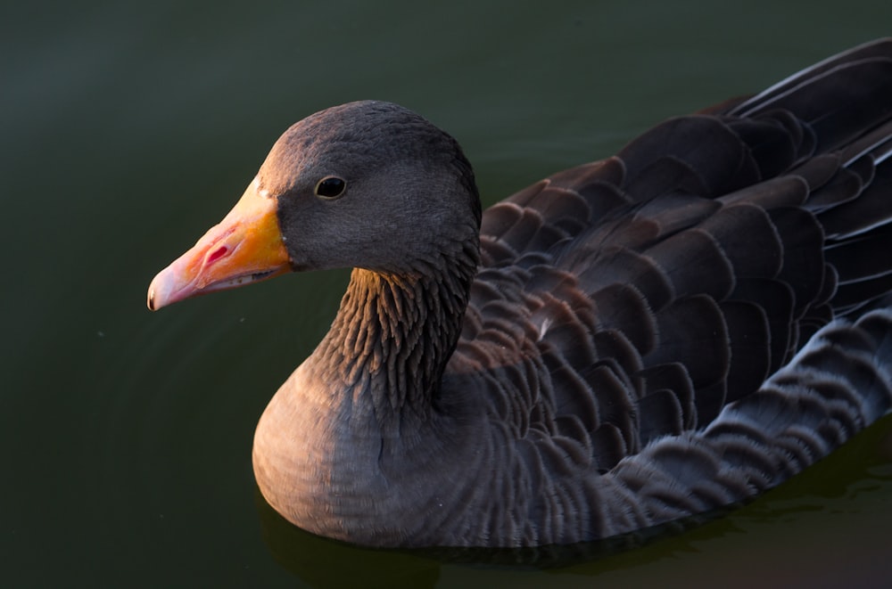 Fotografía de enfoque superficial de pato gris en el agua