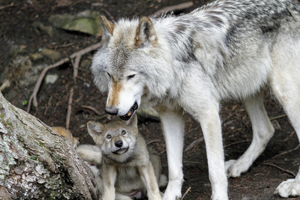 lobos grises cerca del tronco de un árbol