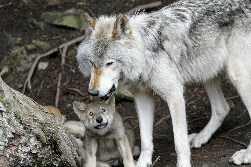 Lobos grises en el bosque