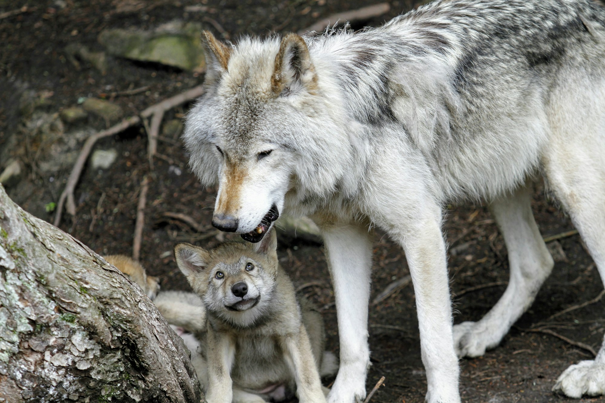 Etologia porównawcza psa i wilka