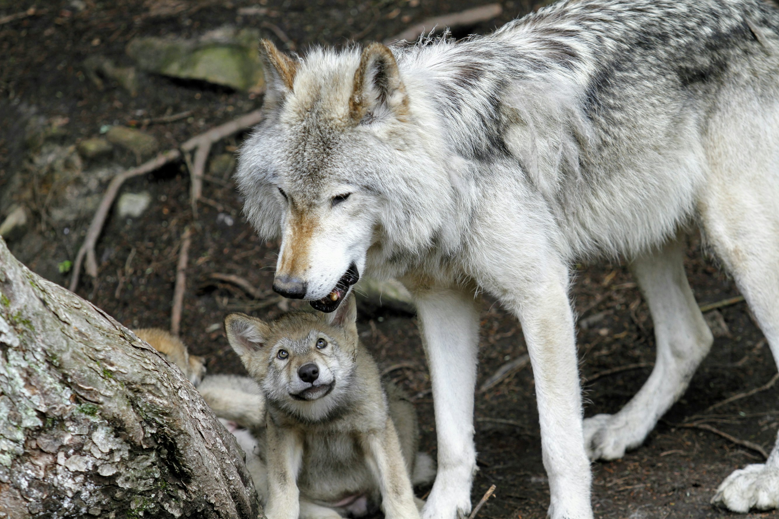Watch Rare Mexican Wolf Pups Meet Their Wild Foster Families