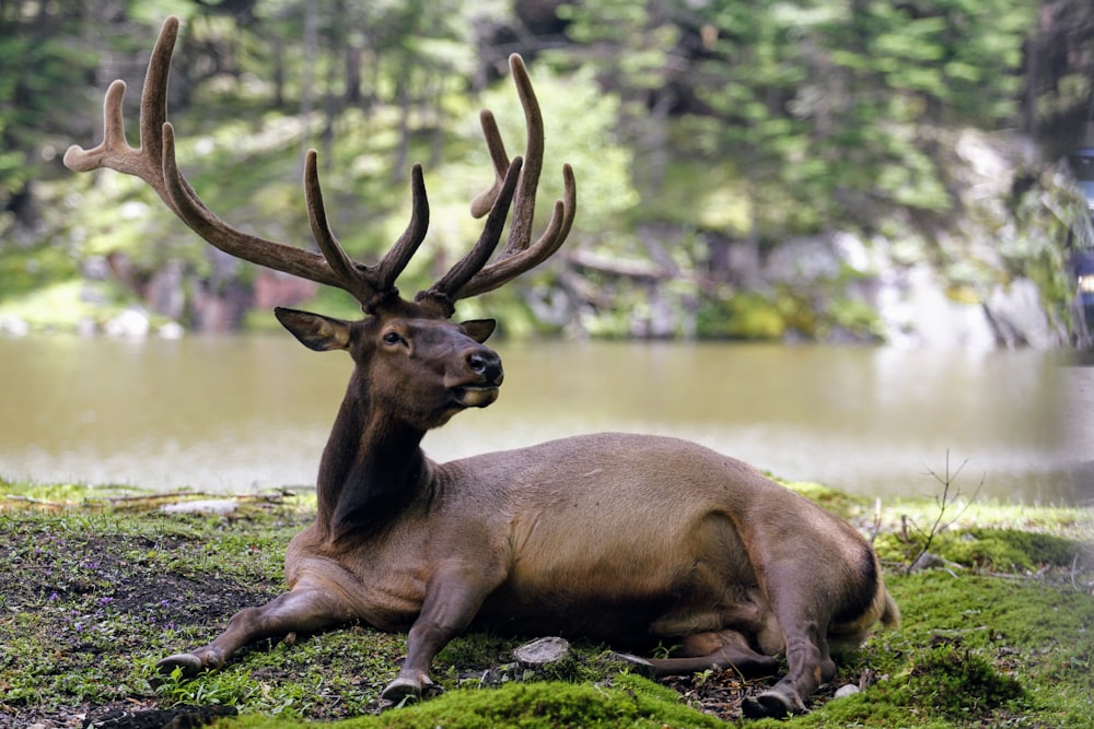 tilt-shift photography of deer