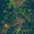 top view of cars on road surrounded by trees