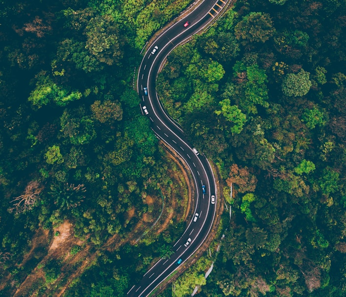 top view of cars on road surrounded by trees