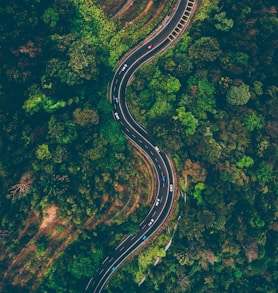 top view of cars on road surrounded by trees