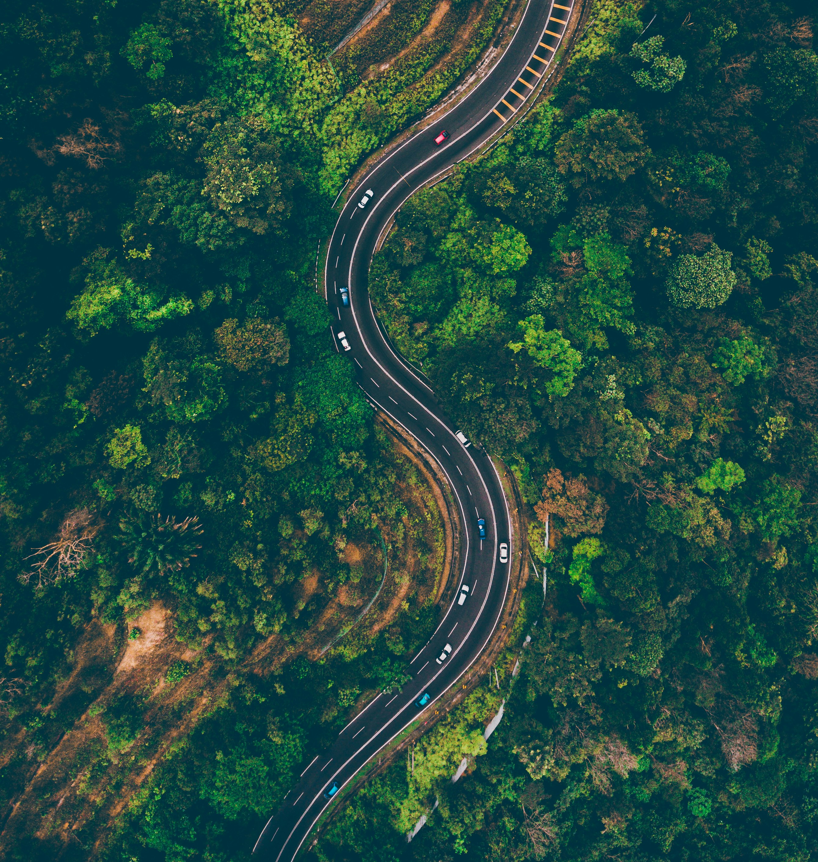 top view of cars on road surrounded by trees