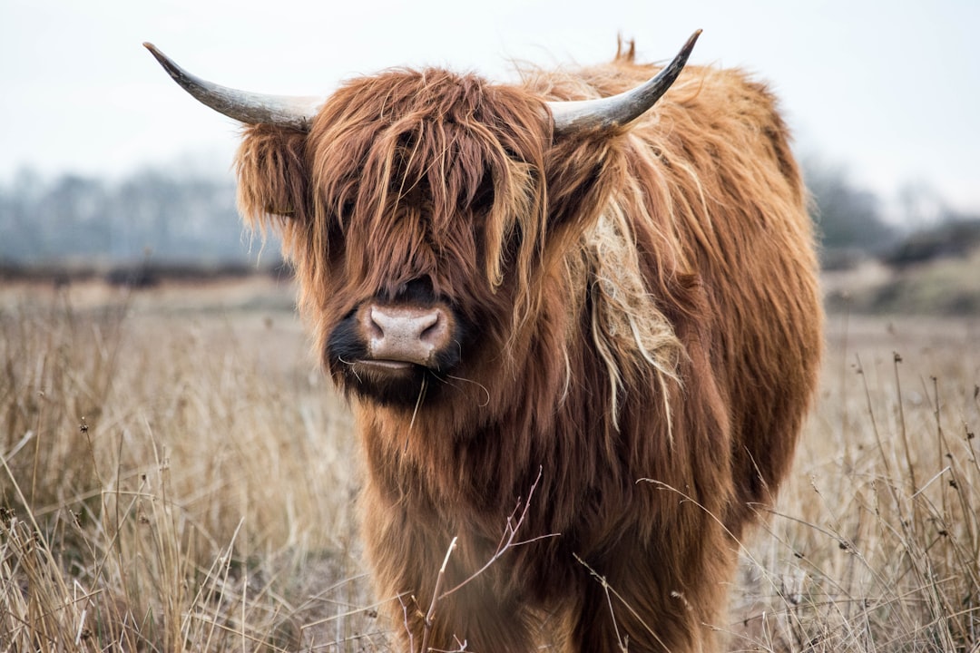 Wildlife photo spot Huizen Beusichem