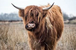 Brown ox in field