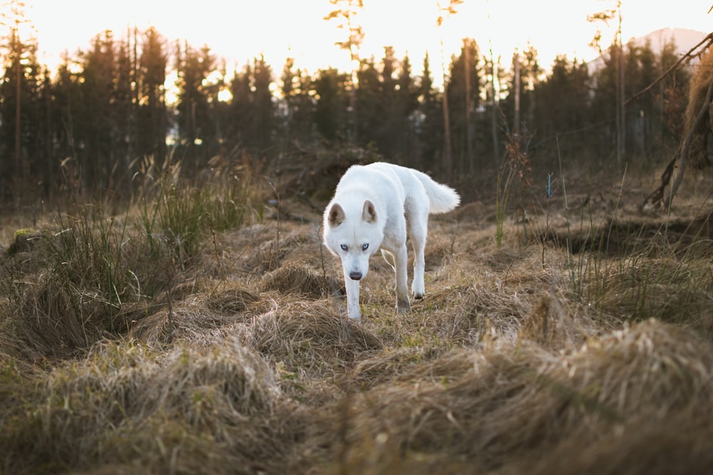 chien debout sur de l’herbe séchée