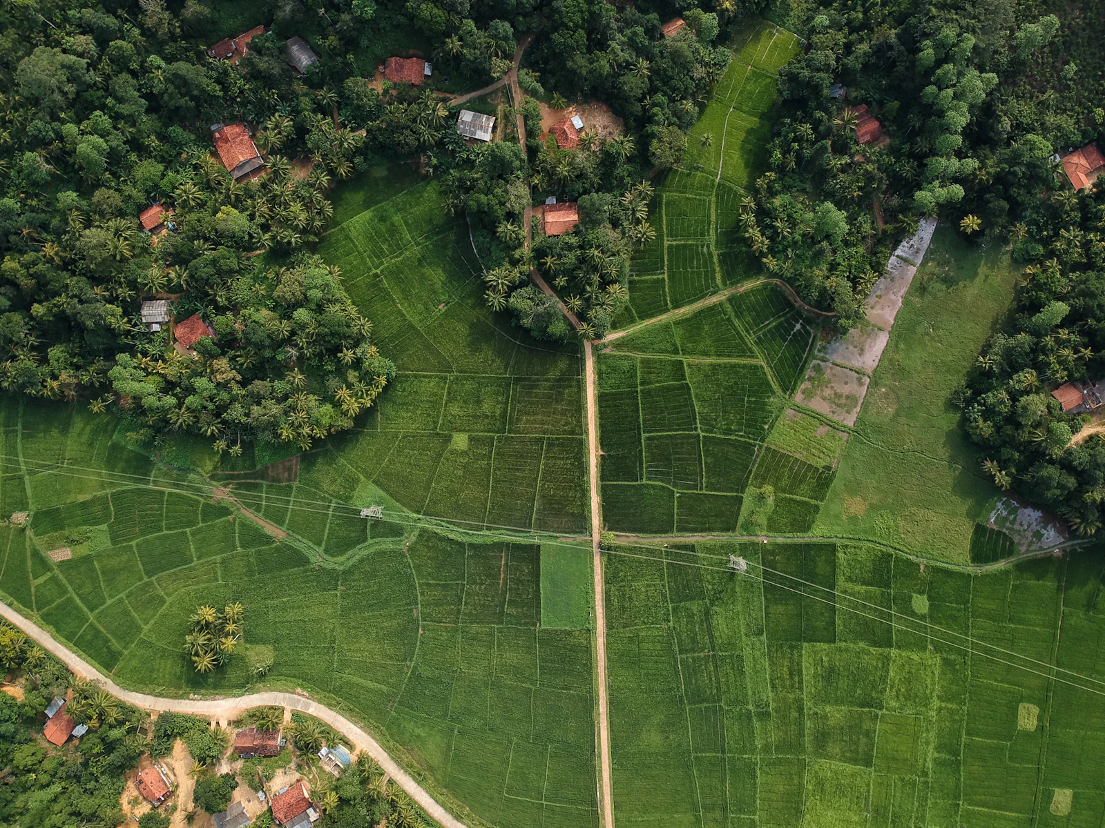 Aerial view of plantation land