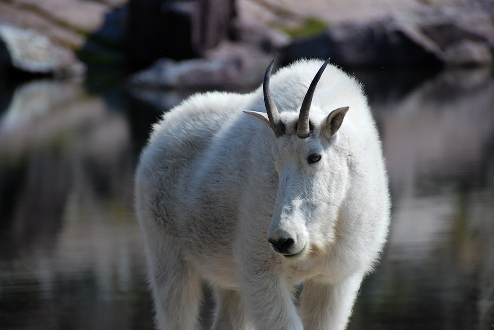 white 4-legged animal with horns