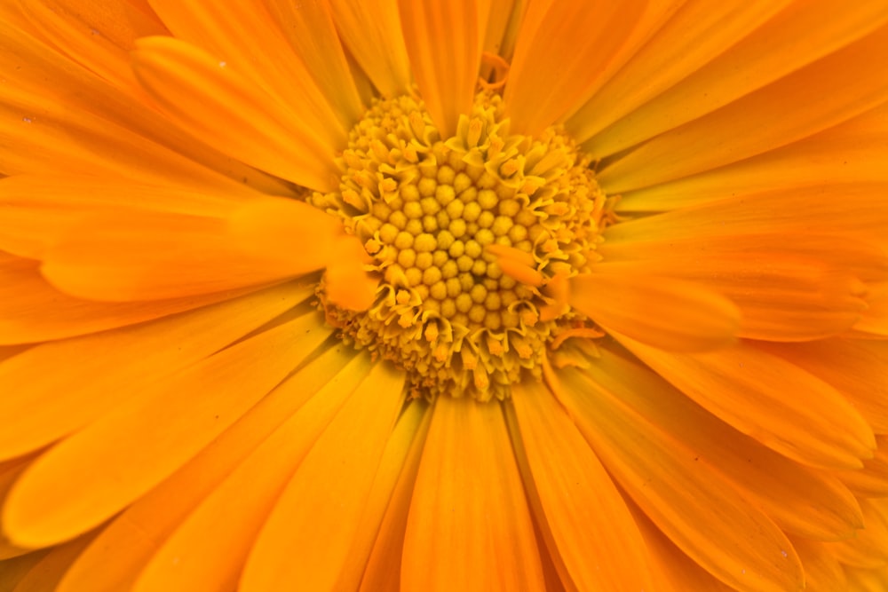 macro photography of yellow flower