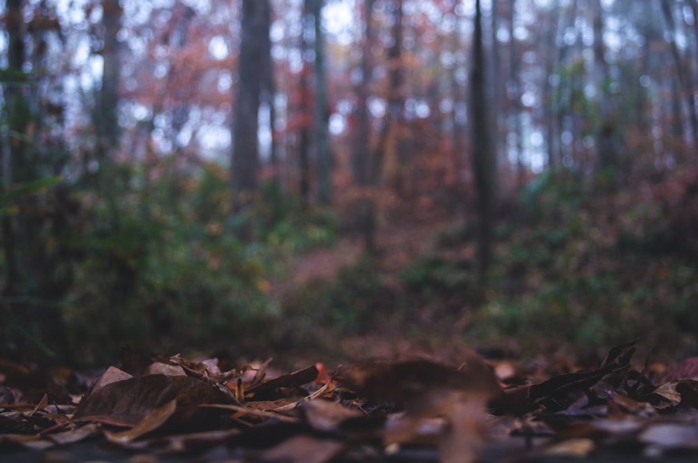 depth of field of leaves and trees