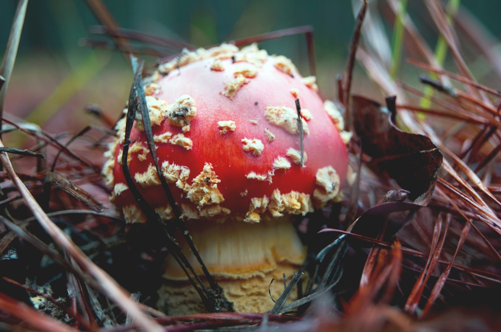 Flachfokusfotografie von roten und braunen Pilzen