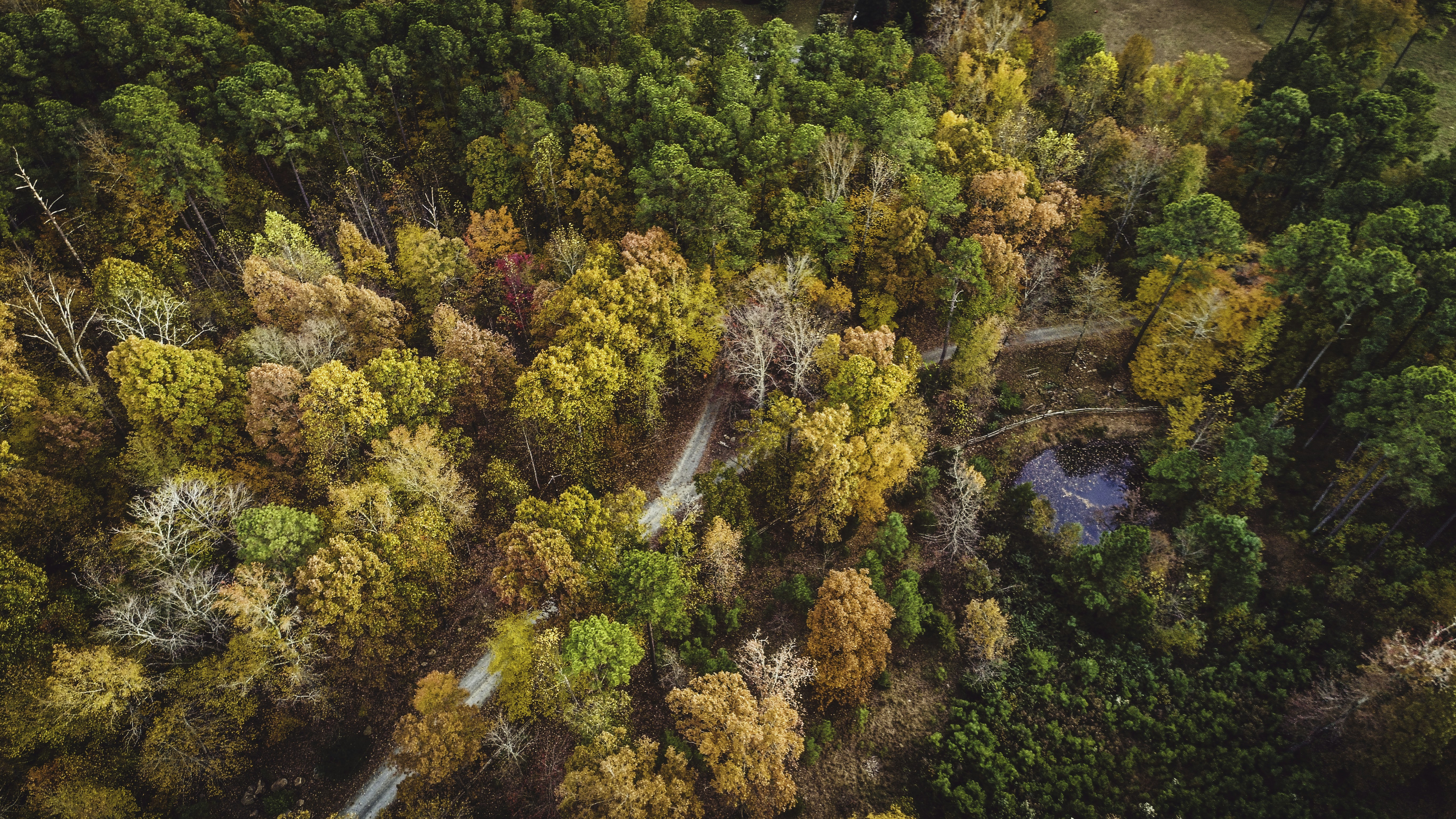 top view photography of trees, Fall Forest