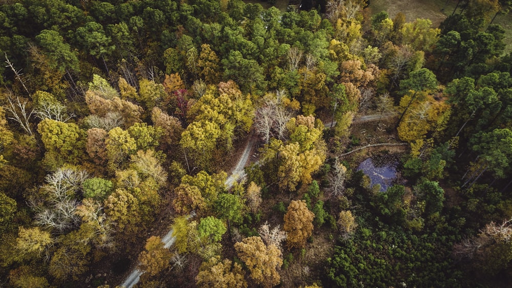 top view photography of trees