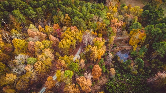 top view photography of trees in Chapel Hill United States