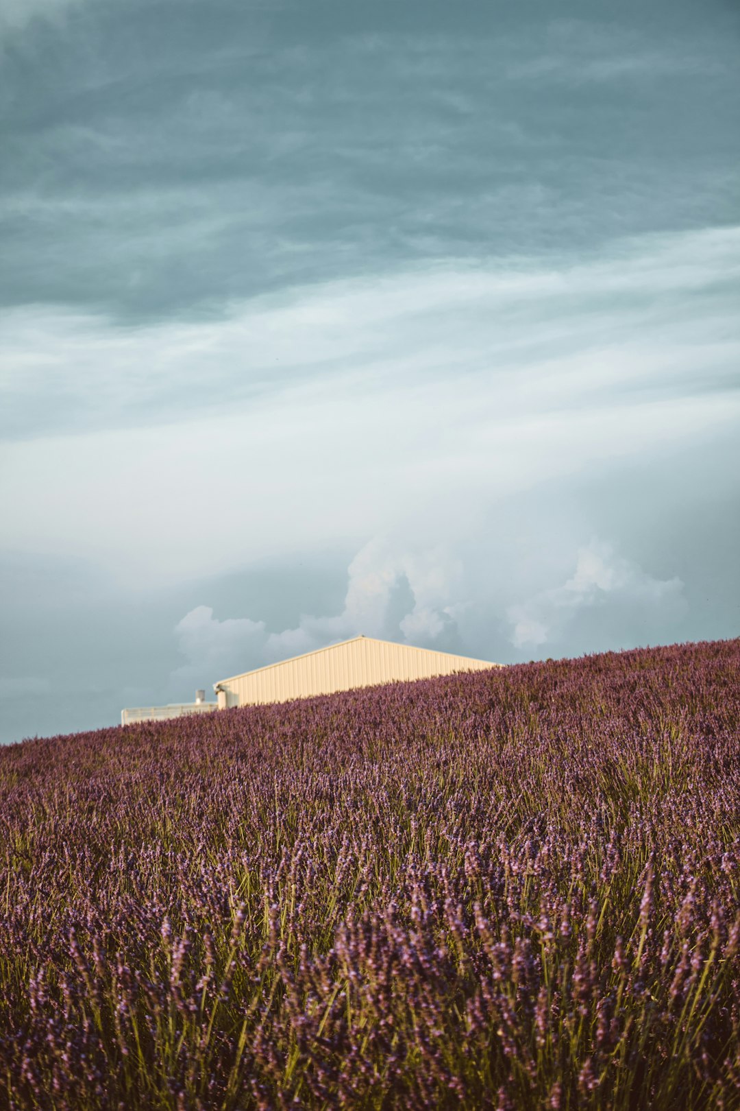 bed of lavenders