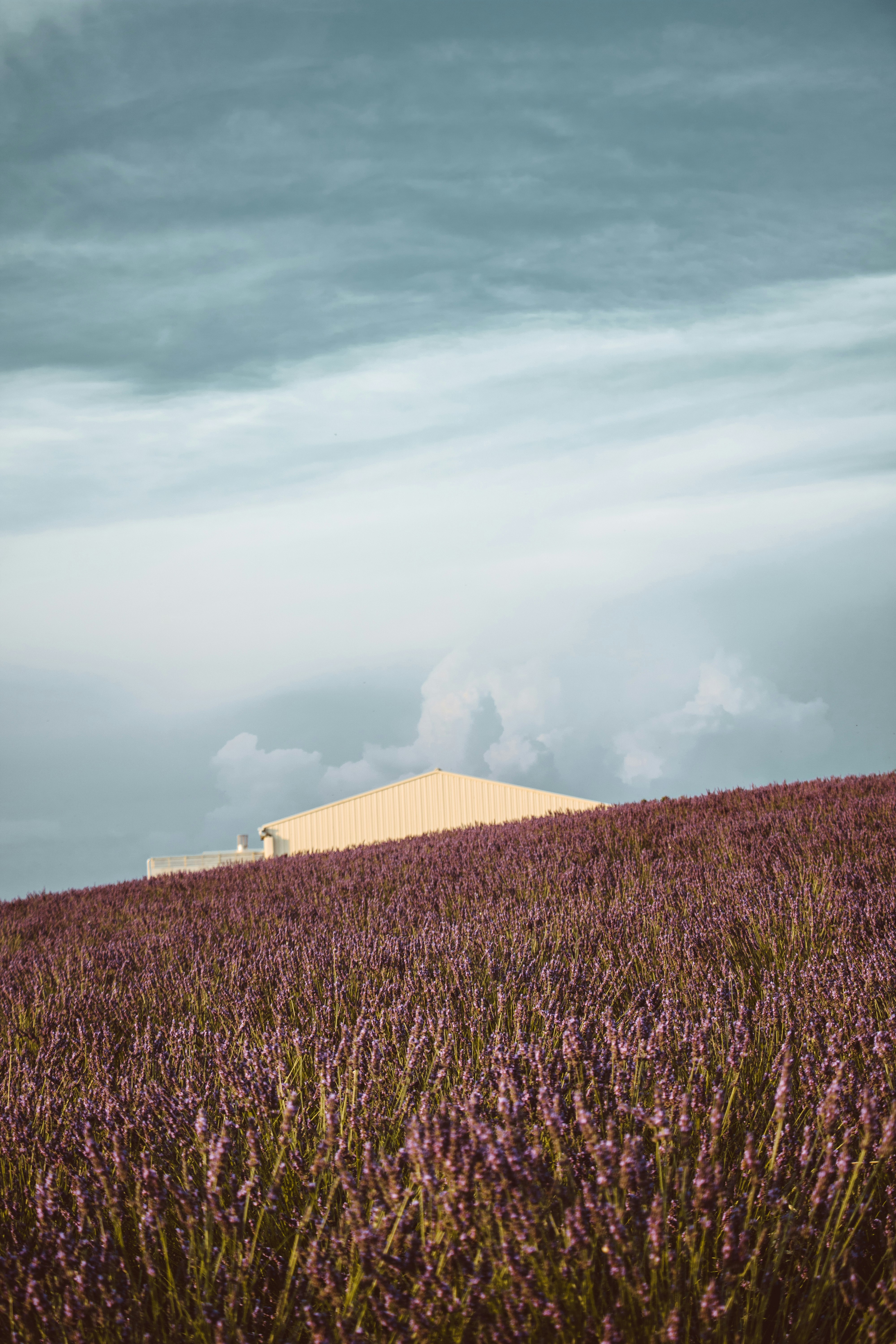 bed of lavenders