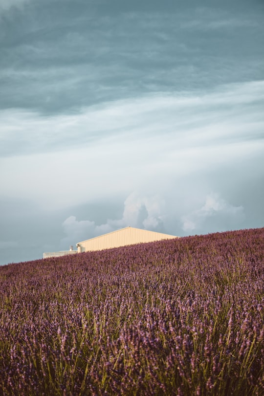 photo of Valensole Hill near Pont du Galetas - Gorges du Verdon