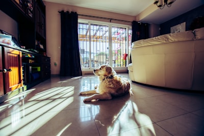 A cozy living room corner with a golden retriever resting beside a sunlit window.