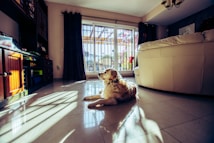 A golden retriever rests on the shiny tiled floor of a cozy living room. Sunlight streams in through large glass doors, creating intriguing patterns across the floor. The room is warmly decorated with dark wooden furniture, a white sofa, and dark curtains. Outside, a small glimpse of a garden or patio with flowers can be seen.