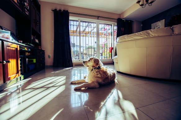 A golden retriever rests on the shiny tiled floor of a cozy living room. Sunlight streams in through large glass doors, creating intriguing patterns across the floor. The room is warmly decorated with dark wooden furniture, a white sofa, and dark curtains. Outside, a small glimpse of a garden or patio with flowers can be seen.