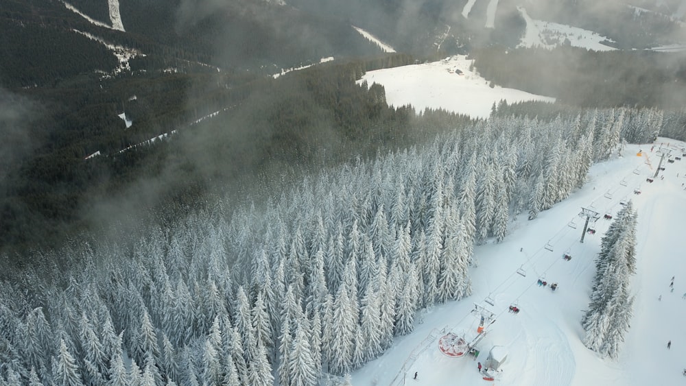 Foto aus der Vogelperspektive von schneebedeckten, grün belaubten Bäumen