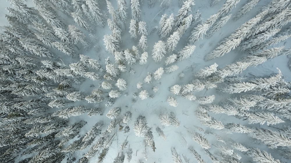Schneebedeckte Bäume