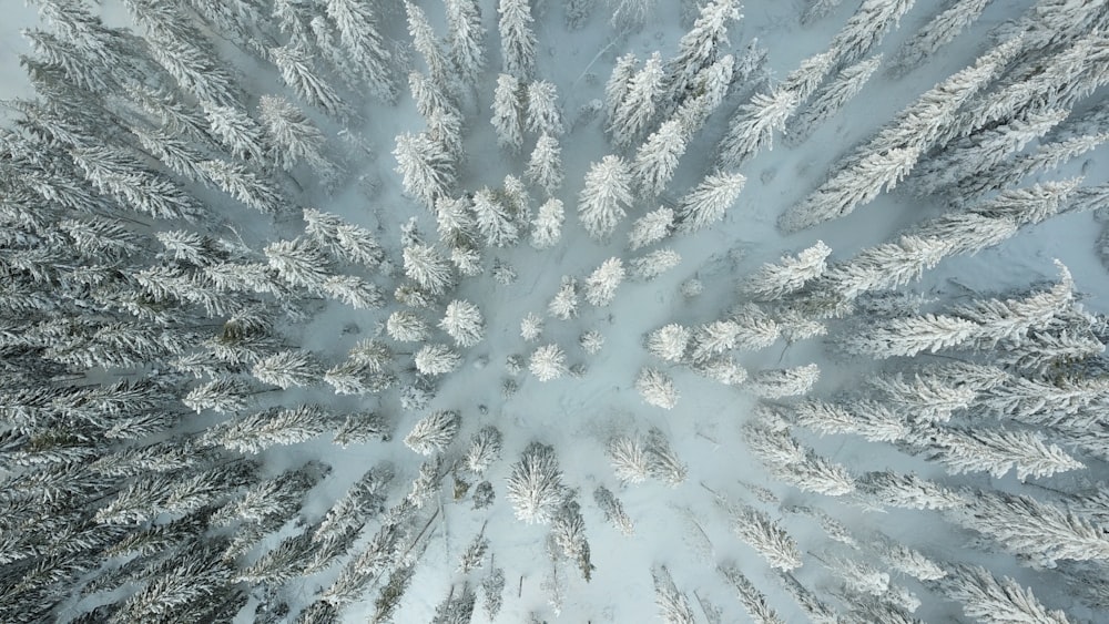 Árboles cubiertos de nieve